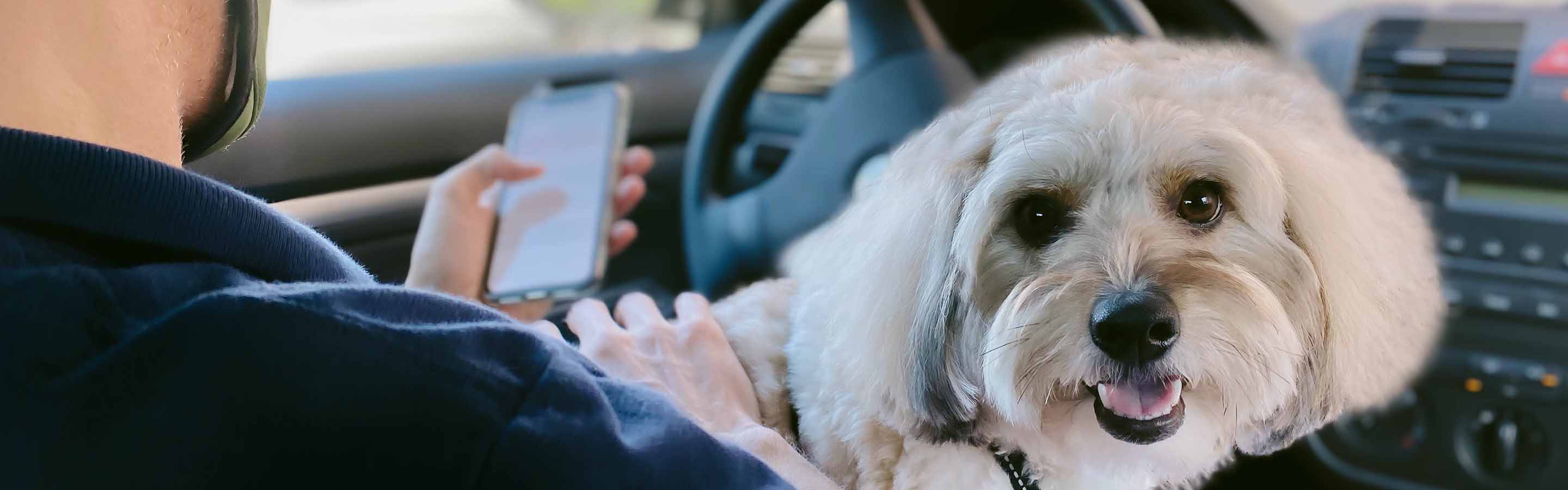 Small white dog sitting on owner's lap in parked car while owner checks in to veterinary clinic on his phone