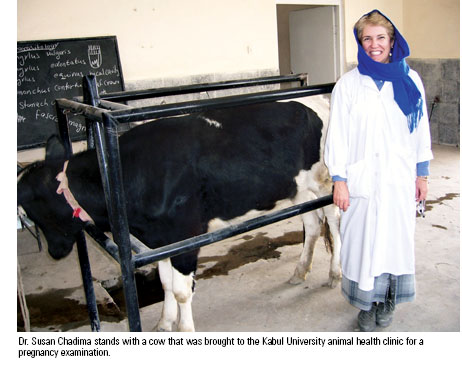 Dr. Susan B. Chadima with a bovine patient