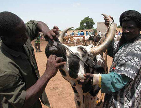 A veterinarian examines a farmer's livestock in Mali