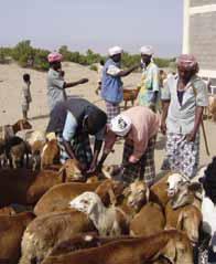 Goat farmers in Eritrea