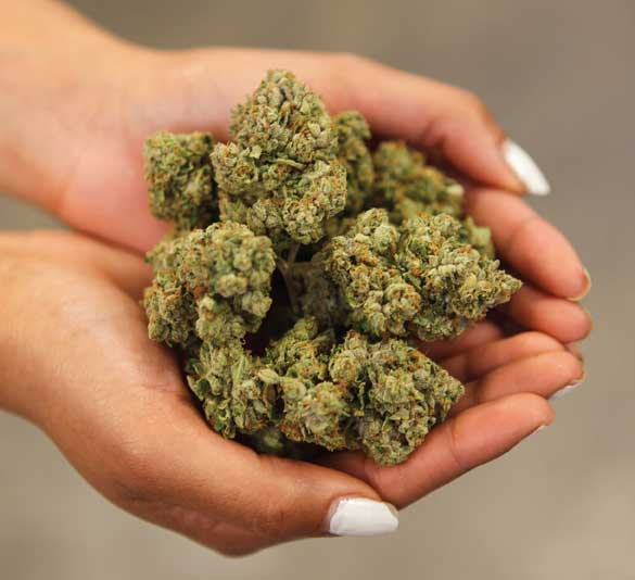 Human hands holding marijuana buds
