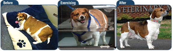 Before, exercising, and after photos of Mabel