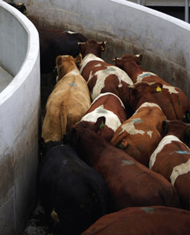 Cattle herded through a chute