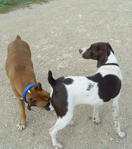 A dog sniffing another dog