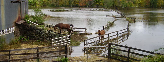 Two horses near a flooded barnyard