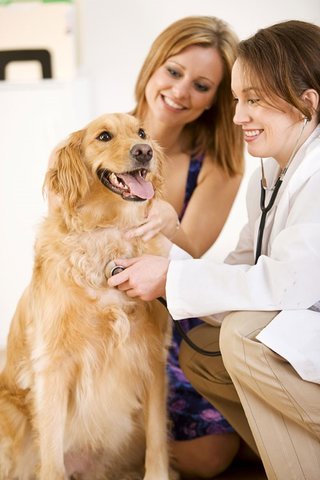 golden retriever being examined by a vet