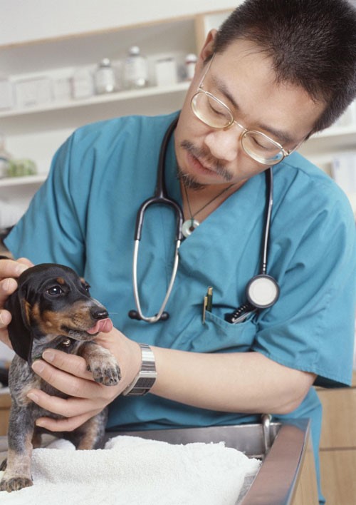 Puppy being examined by vet
