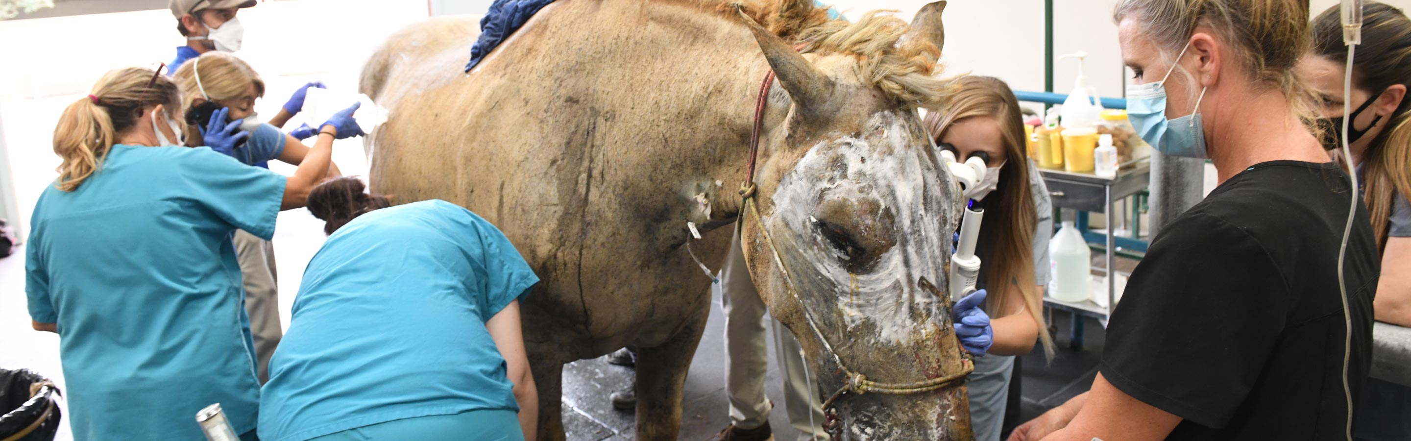 Horse being treated for wildfire burns by California veterinary team