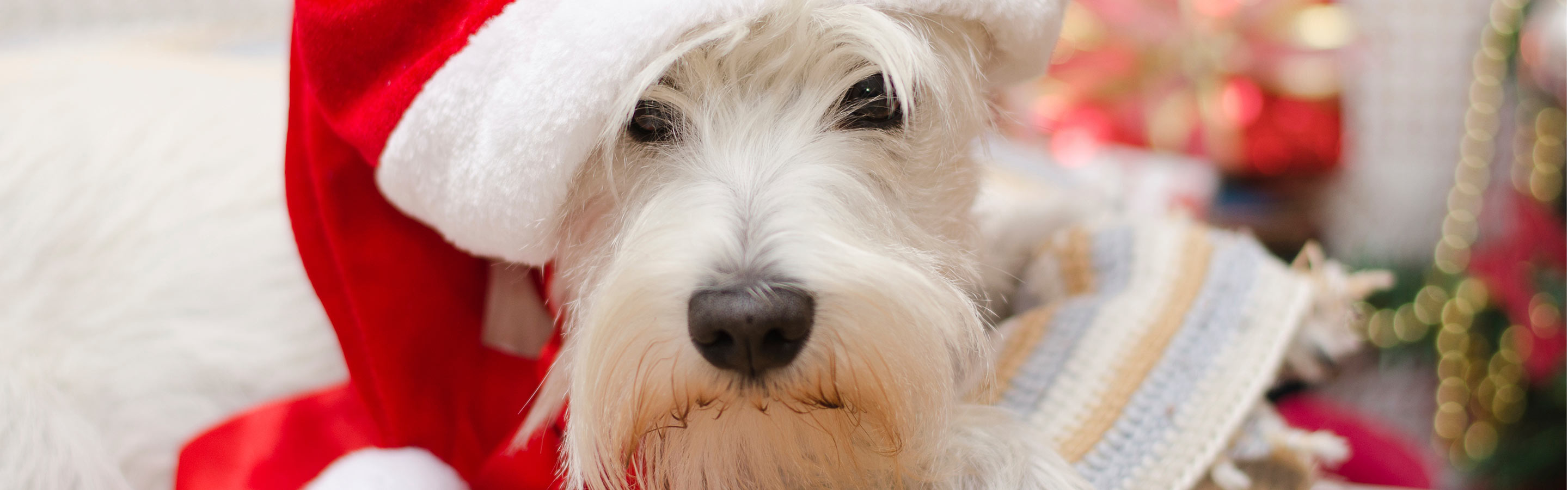 White dog in santa hat
