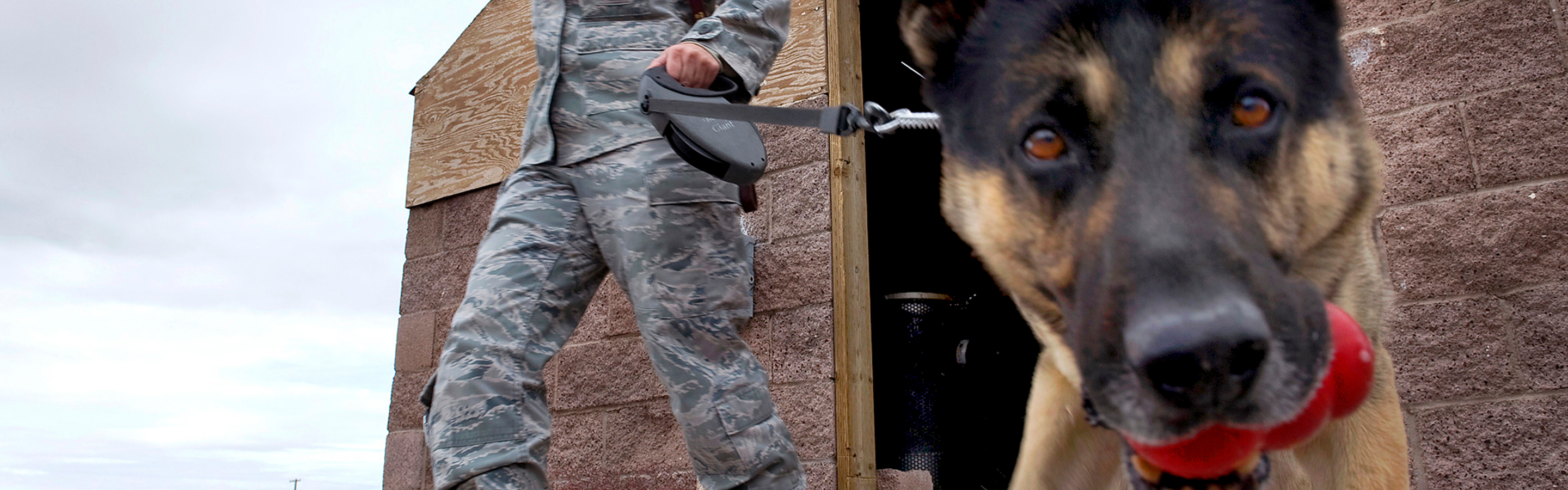 Military working dog with soldier in background