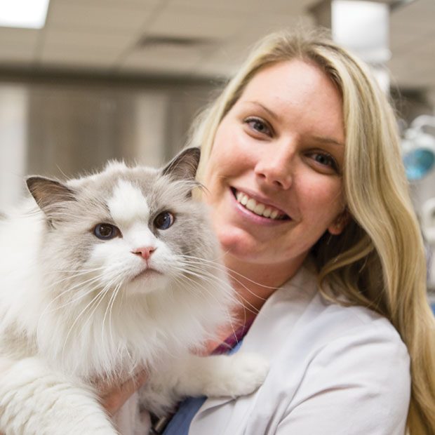 Do you need pet insurance? | American Veterinary Medical Association