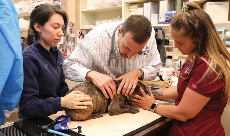 Mars Veterinary Health invests in employee initiatives