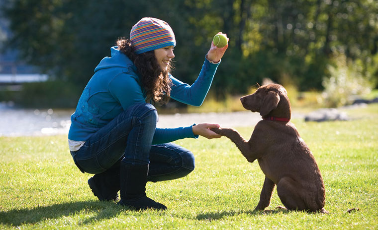 Veterinary behaviorists: No role for aversive dog training practices