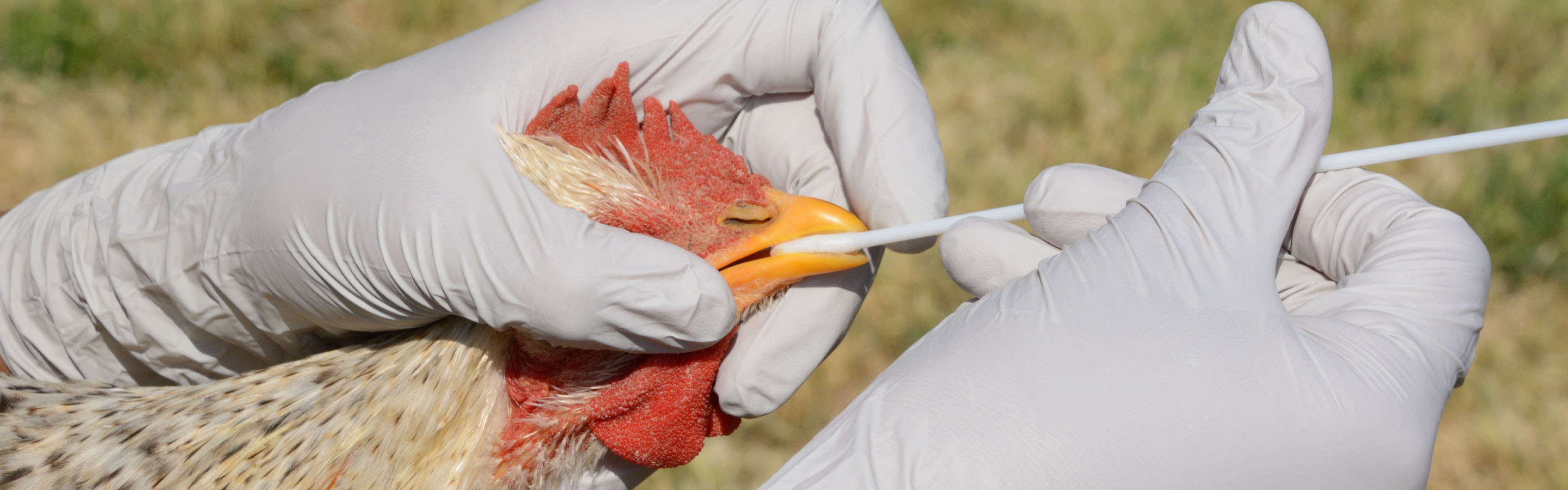 Rooster being tested for avian flu