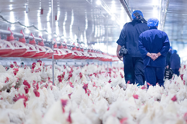 People wearing blue protective gear walking through large room of chickens
