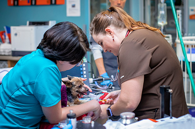 Two veterinary technicians provide care to a small dog