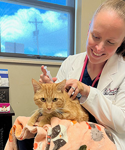 An orange cat receives an injection of Solensia from a veterinarian