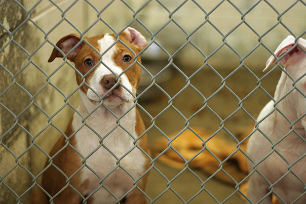 A puppy dog stands behind an animal shelter cage