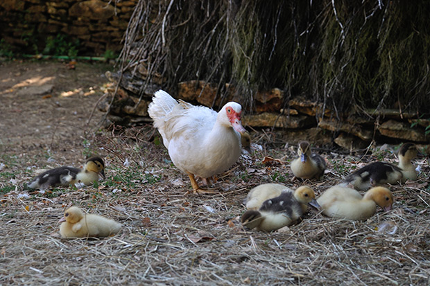 Ducks in a farmyard