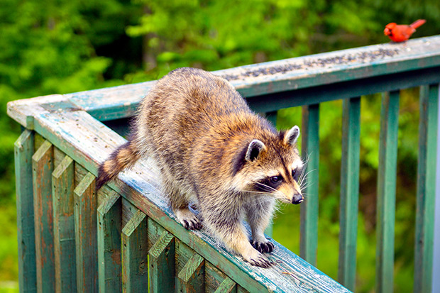 A raccoon walks along the wooden railing of a backyard deck