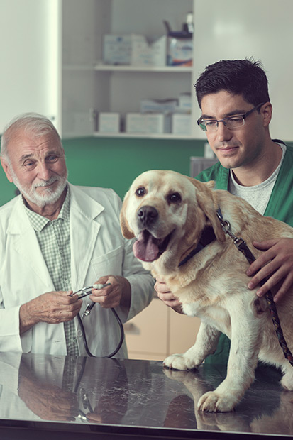 A young and senior veterinarian work together