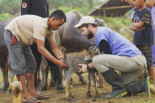 A veterinary student and farmer examine a water buffalo calf in a field