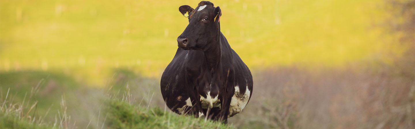 Black cow in a field