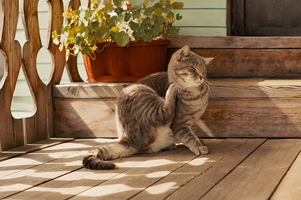 A brown tabby cat sitting on a porch scratches its neck using one of its hind paws