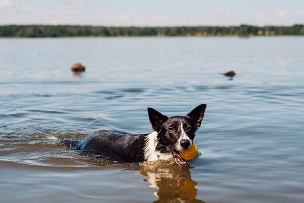 Dog retrieving his ball from a lake by the beach in a game of fetch