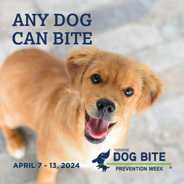Smiling golden puppy looks at the camera with overlaying text reading "Any dog can bite"
