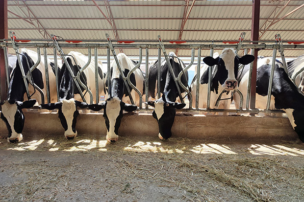 Cows in a dairy barn