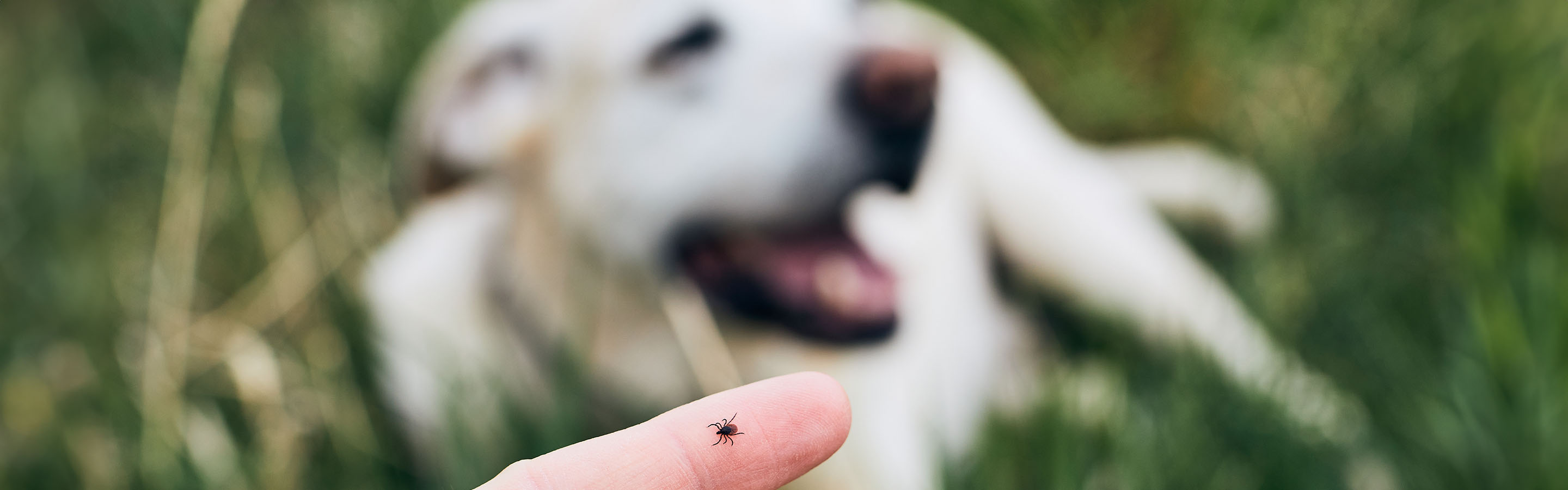 Tick on a finger with blurred white dog in background