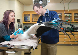 Dr. Adkesson examines a pelican