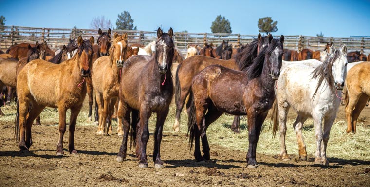 Wild horses in a corral