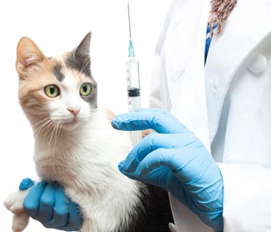 Veterinarian holding a cat, and a needle and syringe