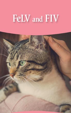 Brochure cover: FeLV and FIV