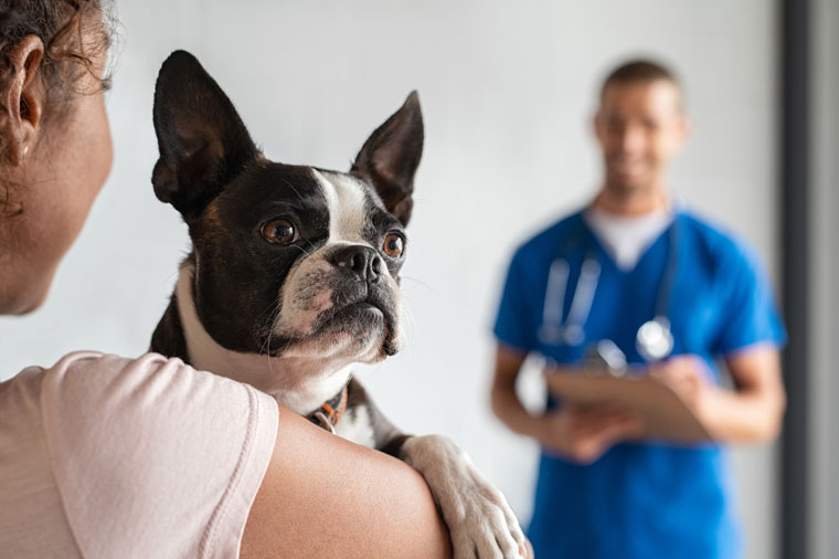 Client holding her Boston Terrier in a veterinarian's clinic