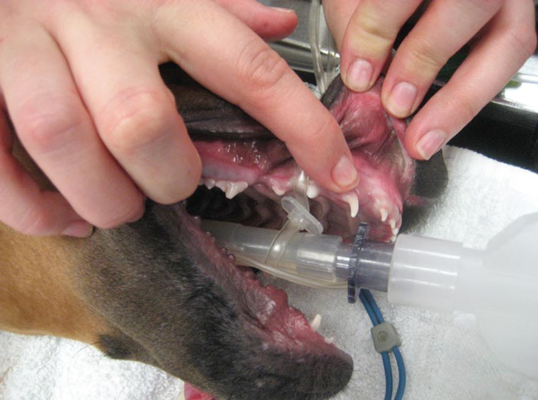 Vet tech monitors anesthetized dog