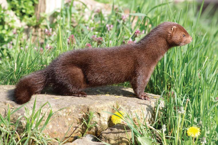 American mink perched on a rock