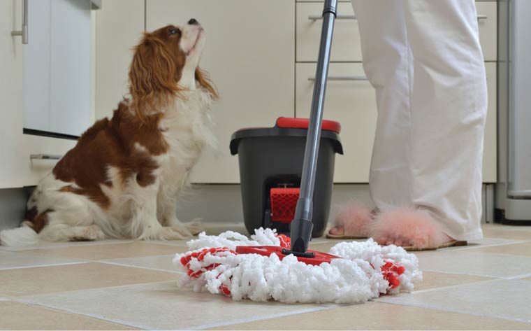 Dog sitting on a floor being mopped