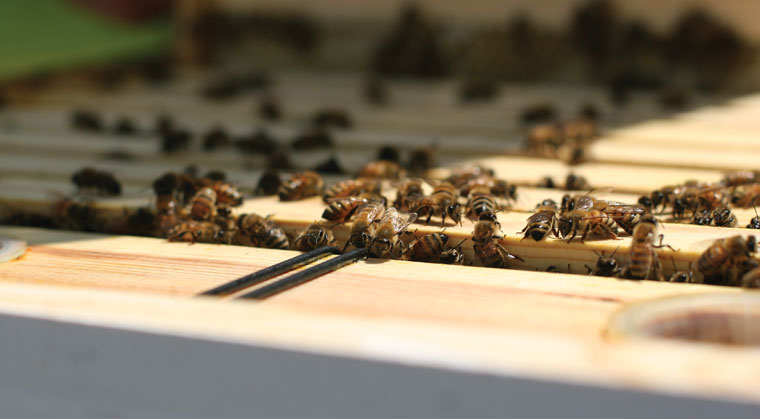 Honeybees congregate at the research apiary