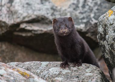 A mink leaning on a rock and looking at the camera