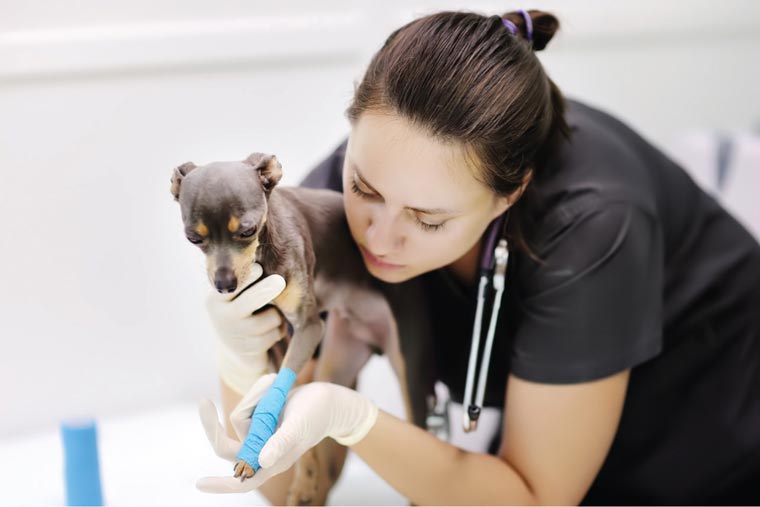 Female veterinarian with terrier