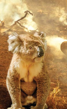 Koala in a burning landscape