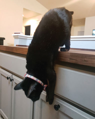 Cat about to jump from a counter