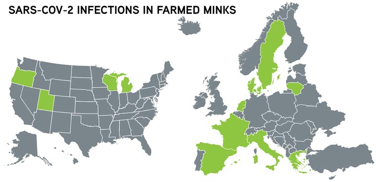 Maps (U.S. and Europe): SARS-CoV-2 infections in farmed minks