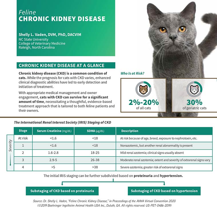 Feline Chronic Kidney Disease - Source: Dr. Shelly L. Vaden, “Feline Chronic Kidney Disease,” in Proceedings of the AVMA Virtual Convention 2020 (©2019 Boehringer Ingelheim Animal Health USA Inc., Duluth, GA. All rights reserved. US-PET-0486-2019)