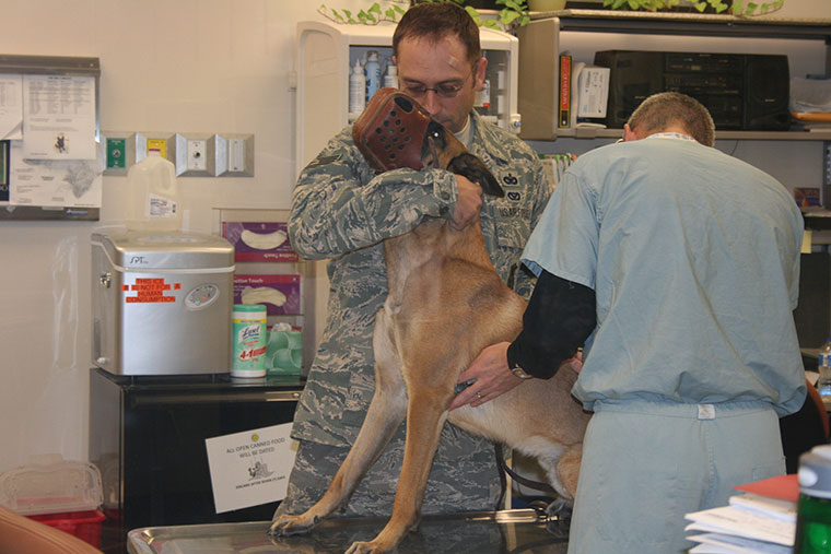 Maj. McGraw examines a military working dog