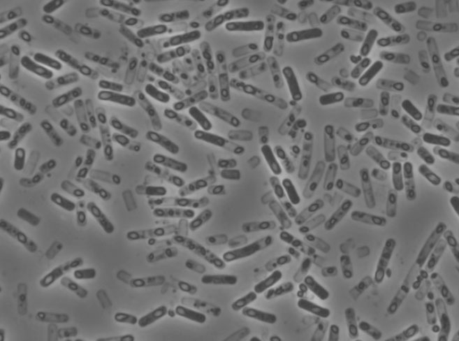 Inactivated bacterial cells with cytosolic crystal