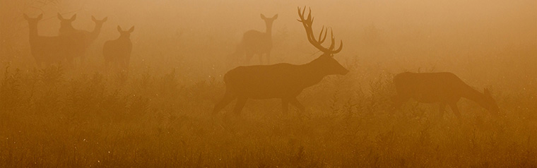 Red deer following hind on foggy morning in mating season.